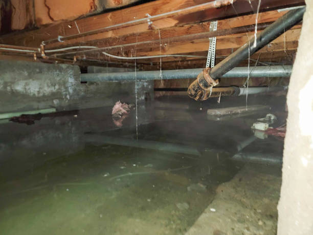 Best Sewage cleanup and water damage restoration  in Pandora, OH